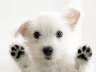 Cute Little White Dog